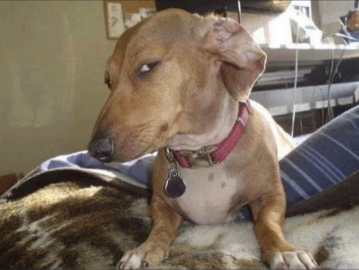 Suspicious side-eye dog